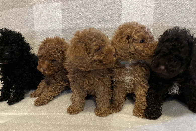 Miniature Poodle