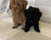 Miniature Poodle