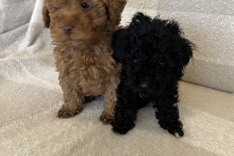 Miniature Poodle