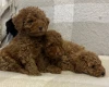 Miniature Poodle