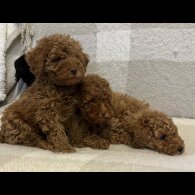 Miniature Poodle