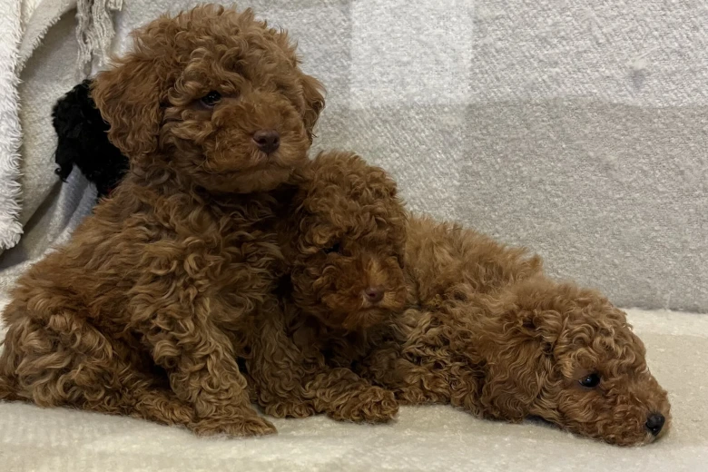 Miniature Poodle