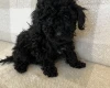 Miniature Poodle