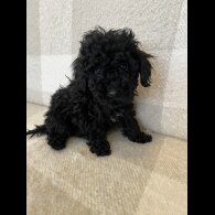 Miniature Poodle