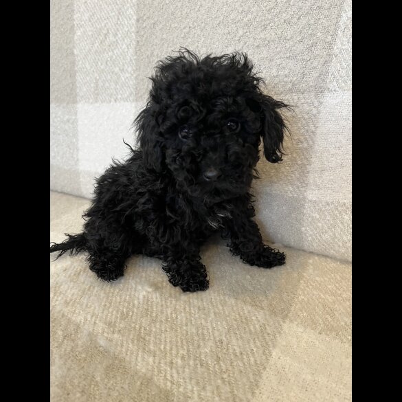 Miniature Poodle