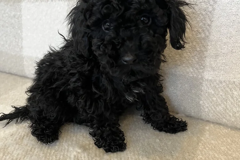 Miniature Poodle