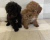 Miniature Poodle