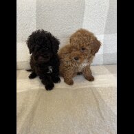 Miniature Poodle