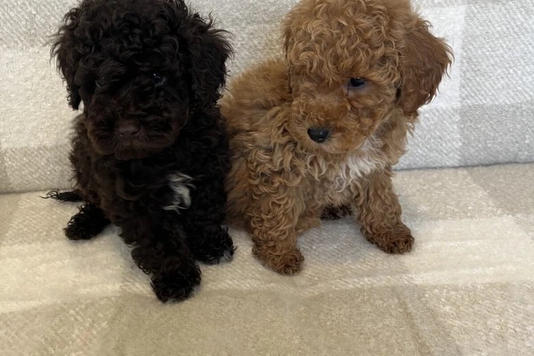 Miniature Poodle
