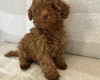 Miniature Poodle