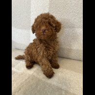 Miniature Poodle