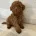 Miniature Poodle