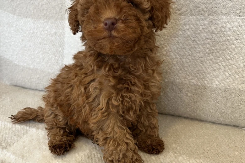 Miniature Poodle