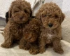 Miniature Poodle