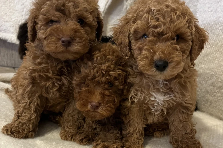 Miniature Poodle