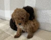Miniature Poodle