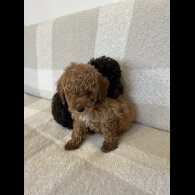 Miniature Poodle