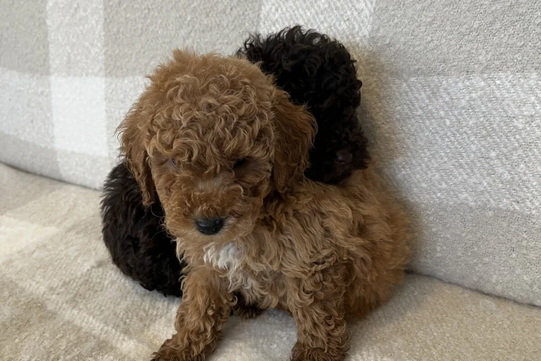 Miniature Poodle