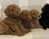 Miniature Poodle