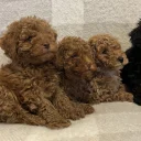 Miniature Poodle