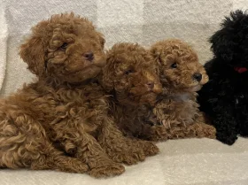 Miniature Poodle