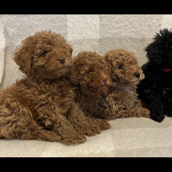Miniature Poodle