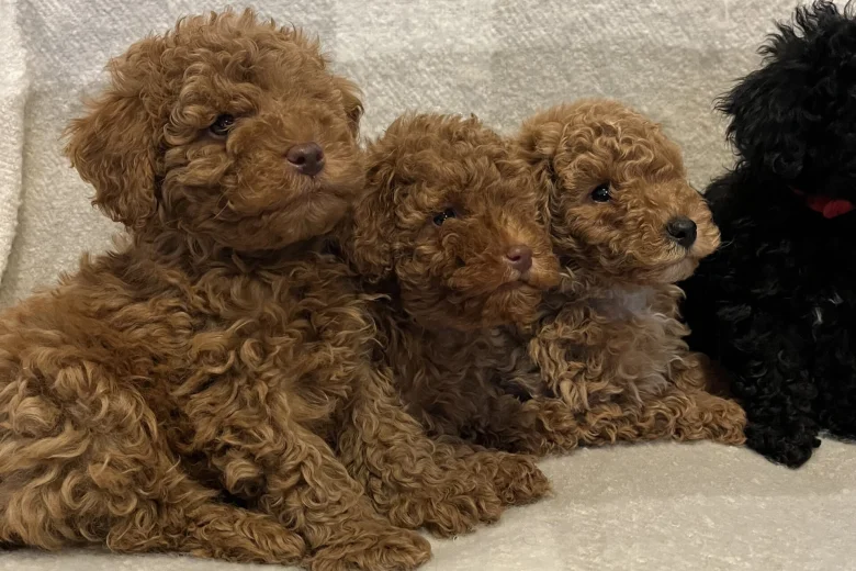 Miniature Poodle