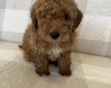 Miniature Poodle