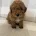 Miniature Poodle