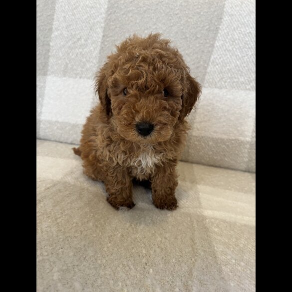 Miniature Poodle