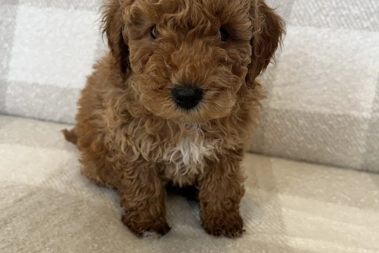 Miniature Poodle