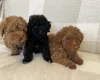 Miniature Poodle