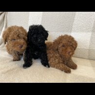 Miniature Poodle