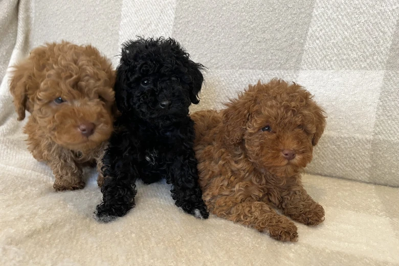 Miniature Poodle