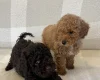 Miniature Poodle