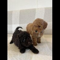 Miniature Poodle
