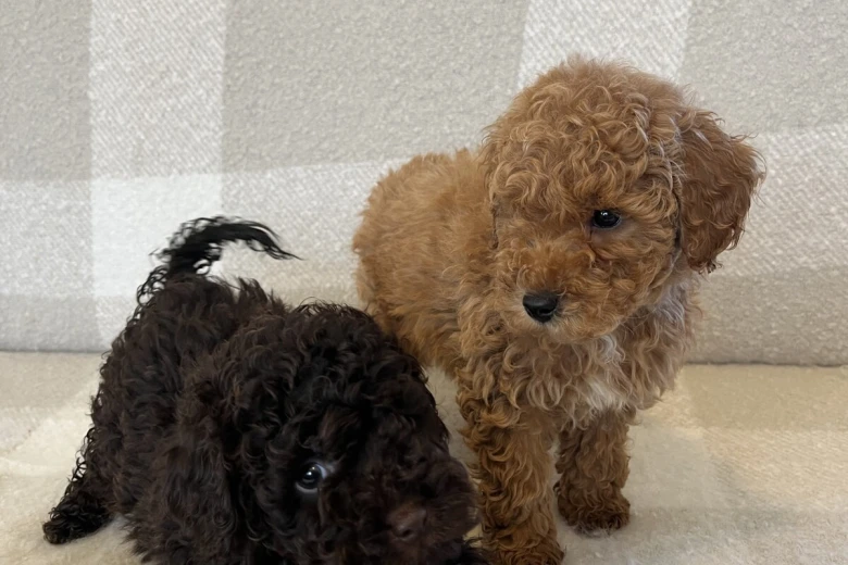 Miniature Poodle
