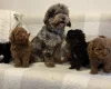 Miniature Poodle