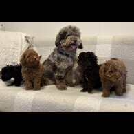 Miniature Poodle