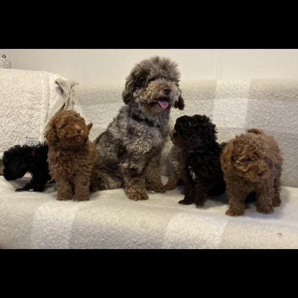 Miniature Poodle