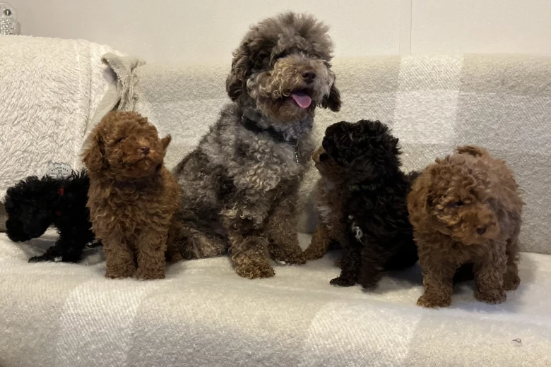 Miniature Poodle