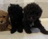 Miniature Poodle