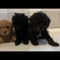 Miniature Poodle