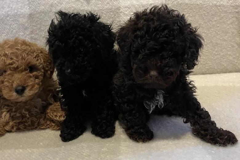 Miniature Poodle