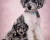 Miniature Poodle