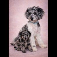 Miniature Poodle