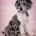 Miniature Poodle