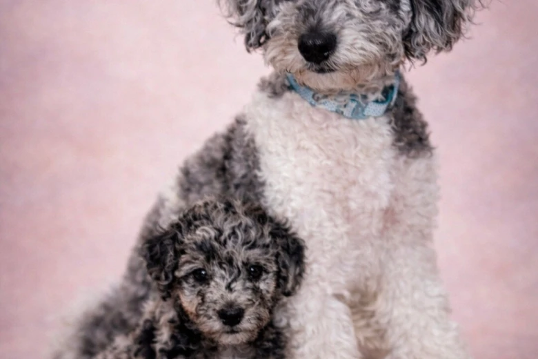Miniature Poodle