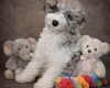 Miniature Poodle