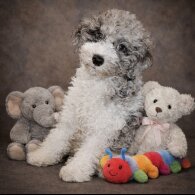 Miniature Poodle